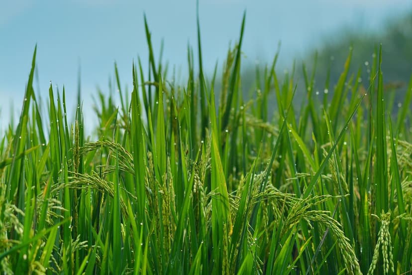 Bioestimulantes que potencializam a produção em cultivos europeus