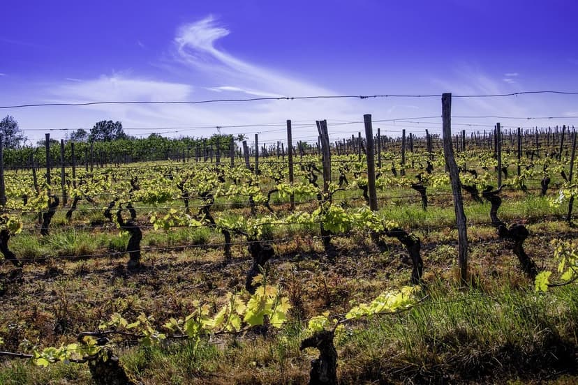 Microrganismi del suolo: aumentano la produttività agricola