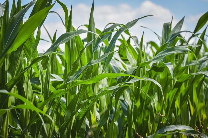 Verbesserungen der Keimung mit landwirtschaftlichen Biostimulanzien