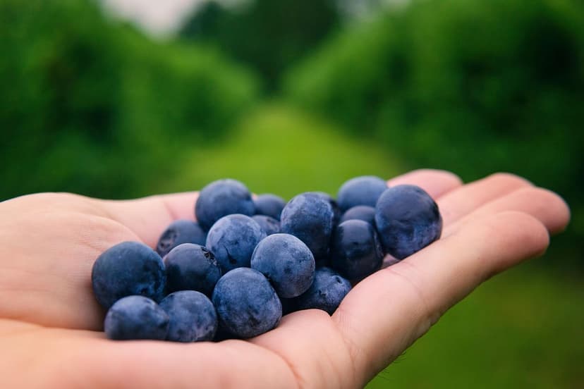 A Conexão Intestino-Solo: Alimentos Ecológicos para uma Microbiota Fel