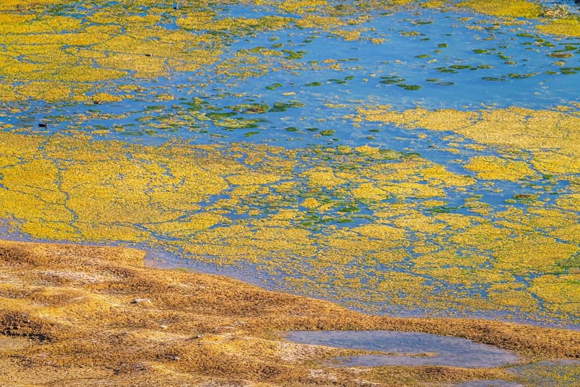 Algues Unicellulaires : Avantages par rapport aux Algues Marines