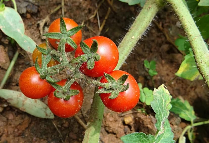 Effect of Biostimulants on Tomato Cultivation
