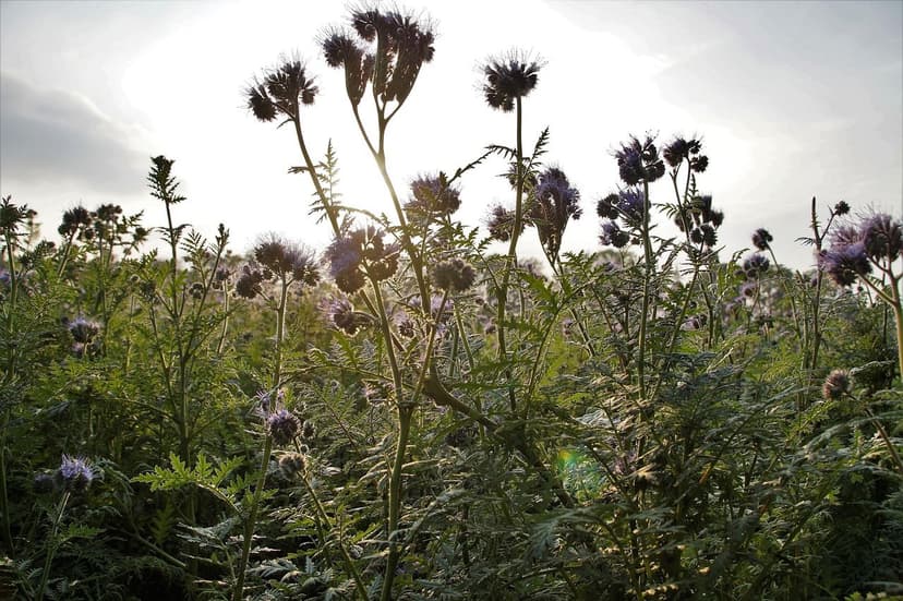 Verbesserungen der Keimung mit landwirtschaftlichen Biostimulanzien