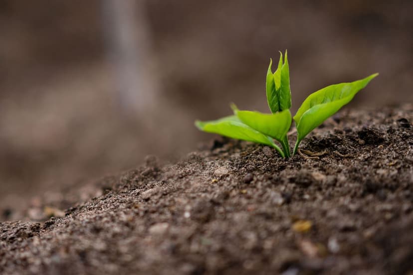 Efeitos Sinérgicos de Bioestimulantes e Fertilizantes