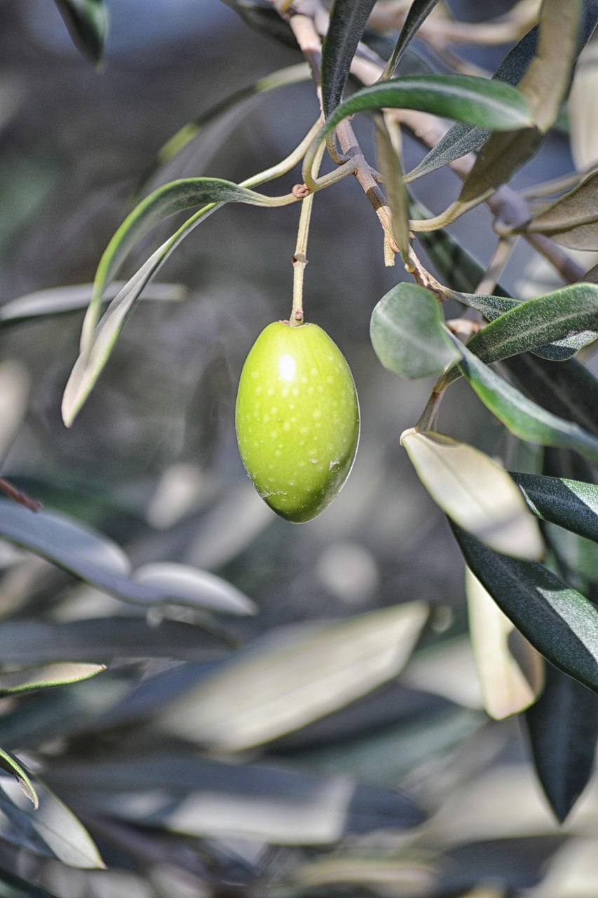Aceite de oliva ecológico de alta calidad producido con bioestimulantes de algas