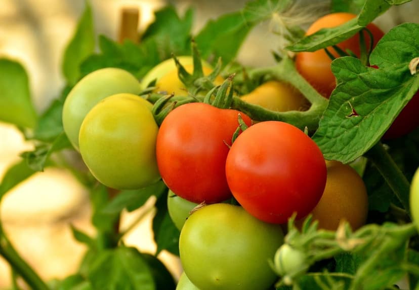 Uso di Biostimolanti nella Produzione di Pomodoro Biologico