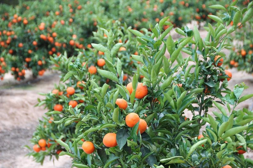 Biostimulants pour Agrumes : Guide Complet pour Orange, Citron et Mand