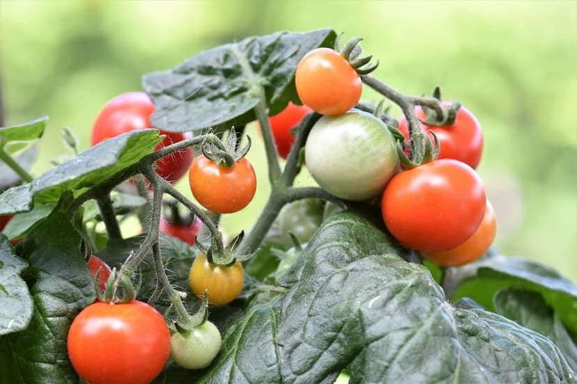Biostimulants for Tomato: Application and Results