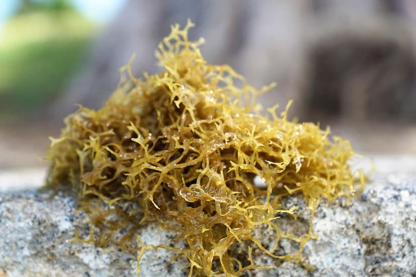 Nitrogen and Seaweed Extracts: Synergy in Agriculture