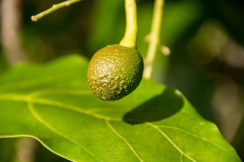 Augmenter la production d'avocat avec des biostimulants