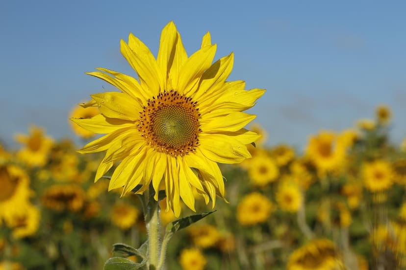 Integração dos Princípios de Agroecologia de Gliessman com a Linha de 