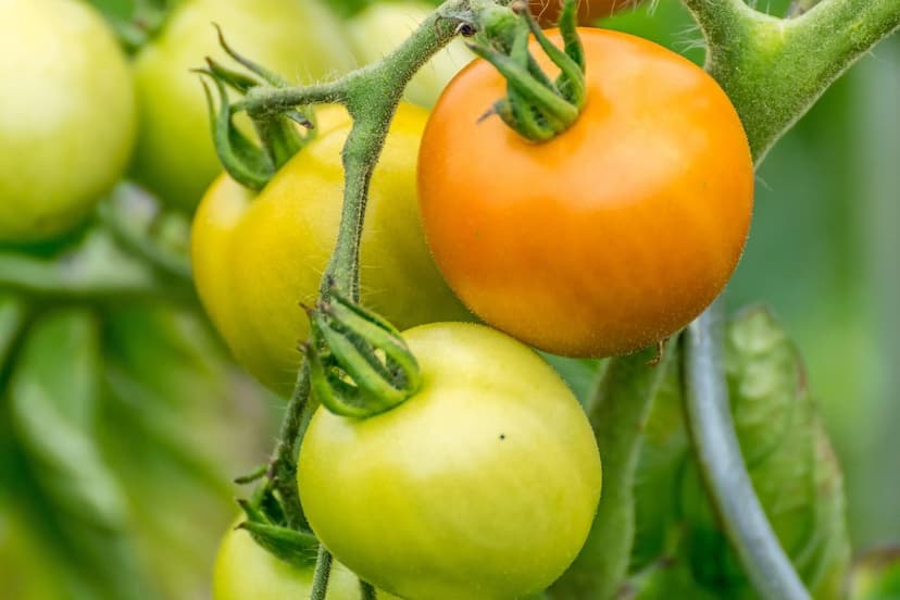 Biostimulanzien für Tomaten in Kolumbien: Steigern Sie den Ertrag