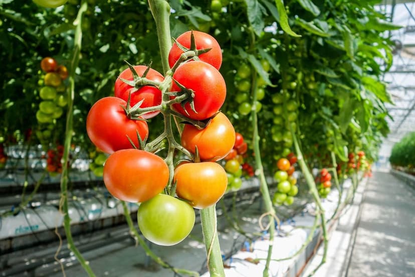 Uso de Bioestimulantes en Producción de Tomate Orgánico