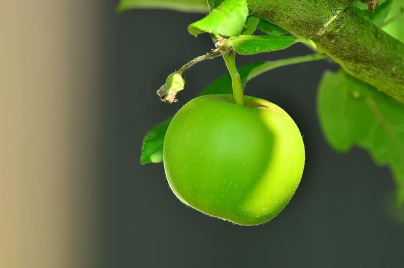 Fertilizantes orgánicos: mejora la salud del suelo