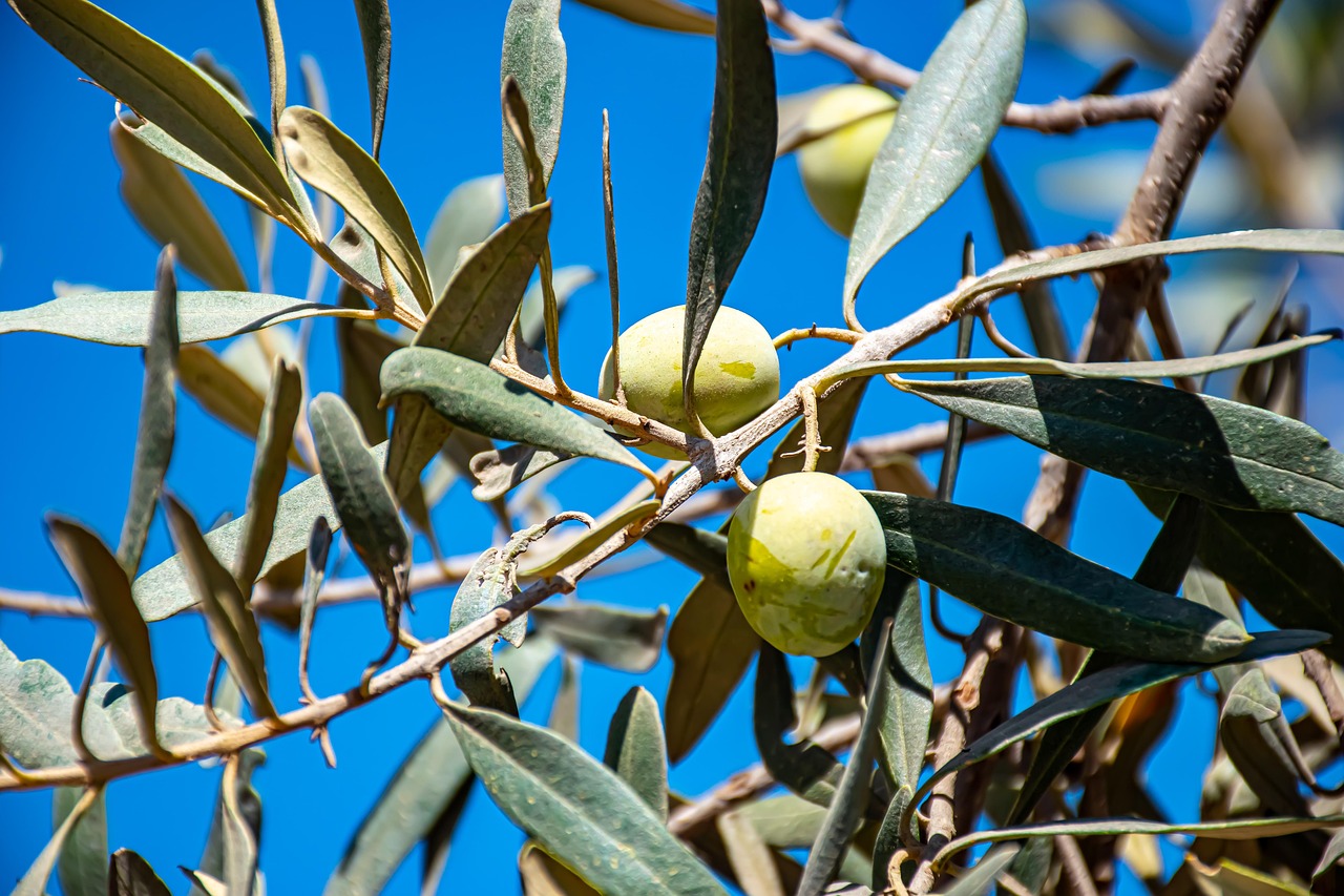 Racines d'olivier avec mycorhizes en sol biologique