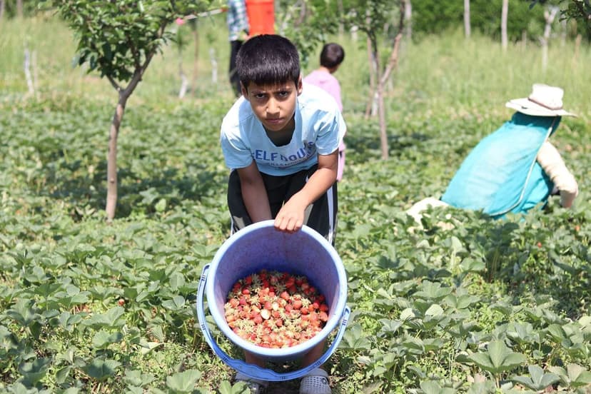 Manejo del Suelo para Producción Óptima de Berries