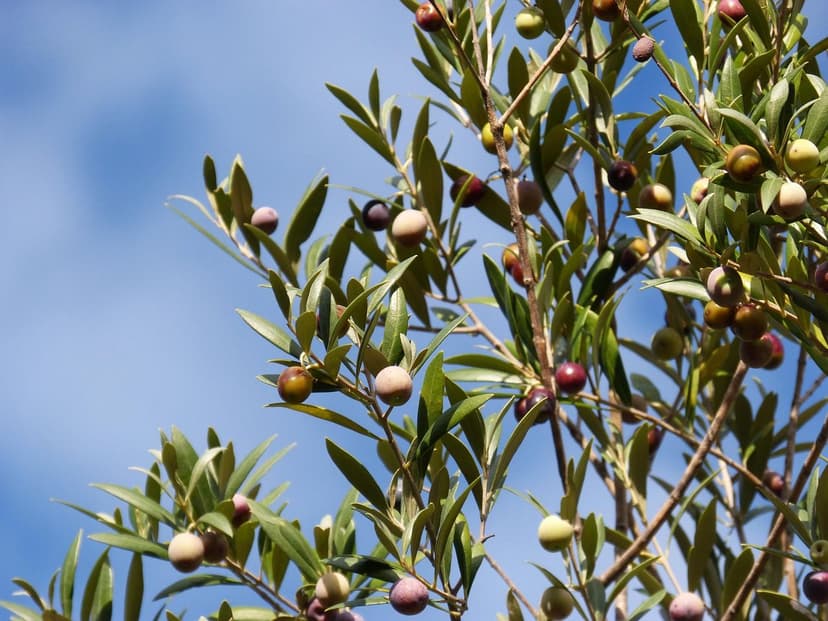 Efeito de Bioestimulantes na Brotação da Oliveira