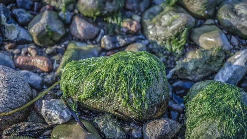 Einzellige Algen und Hefeextrakte als Biostimulanzien