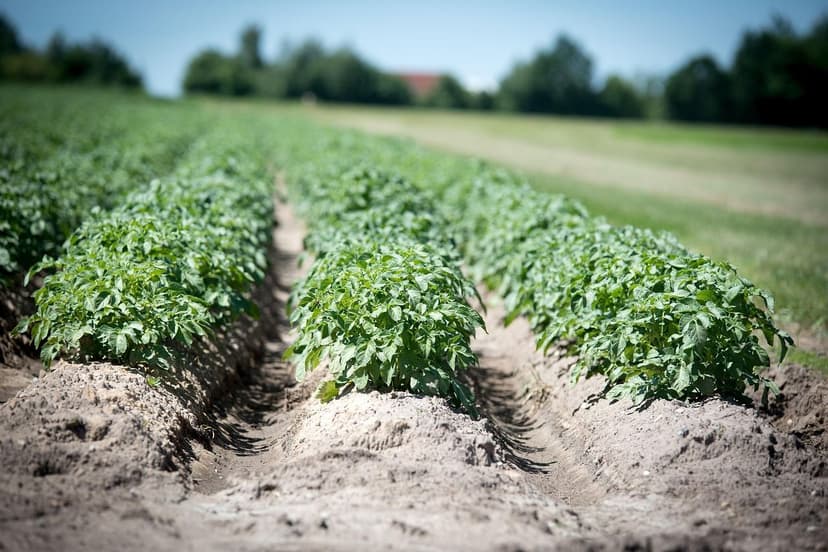 Utilisation de bioprotecteurs dans les cultures de café en Amérique la
