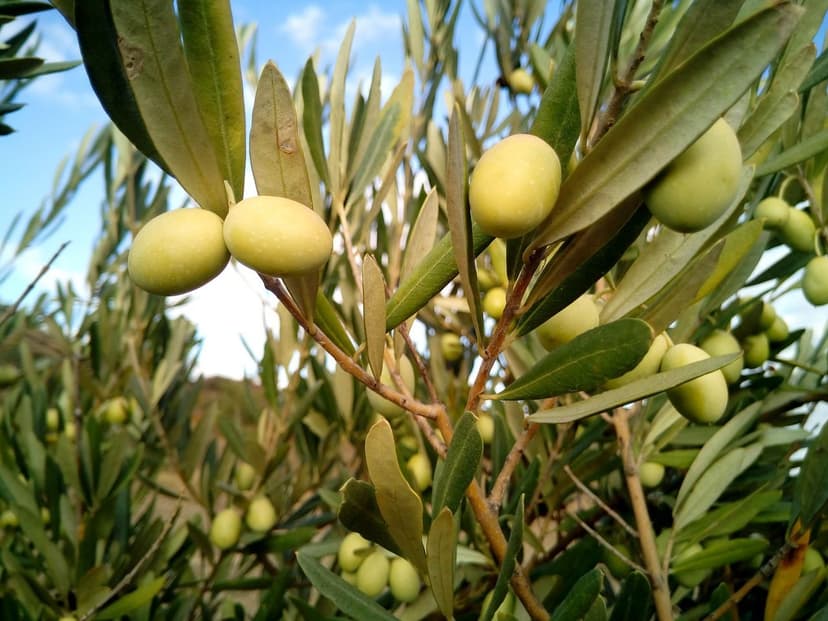 ECOGANIC UNIVERSAL en olivo Arbequina superintensivo: +9,8% producción