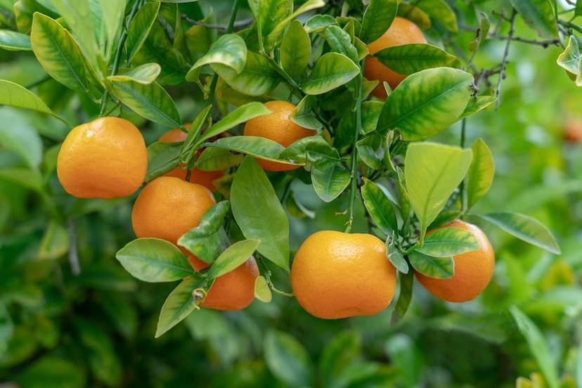 Biostimulants for Citrus: Complete Guide for Orange, Lemon, and Mandar