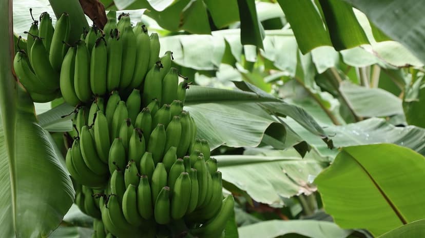 Bioestimulantes de Aminoácidos para Aguacate en Suelos Salinos