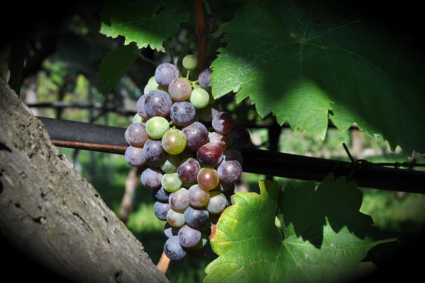 How to Correct Nitrogen Deficiency in Grapevines