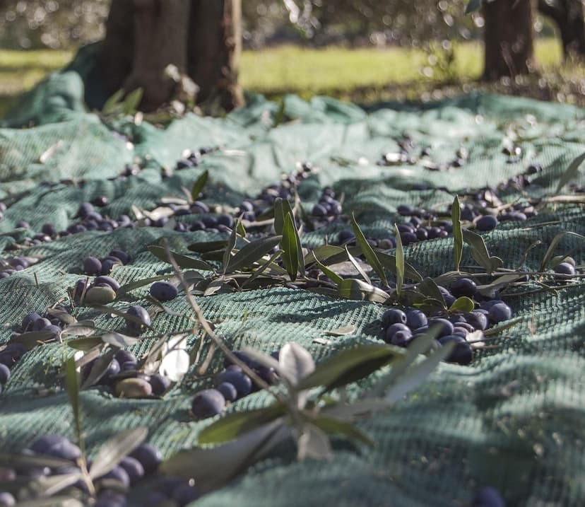 2026 Biostimulant Comparison for Olive Trees