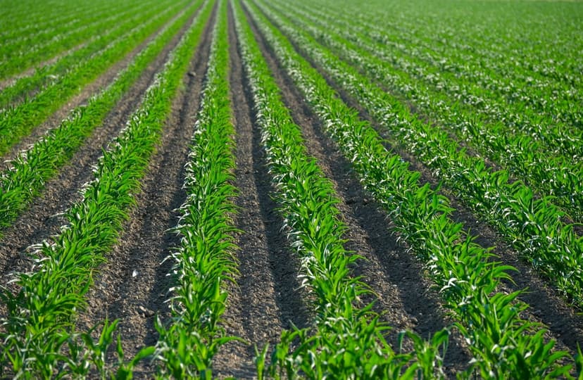 Comparativa de fertilizantes sem cloretos