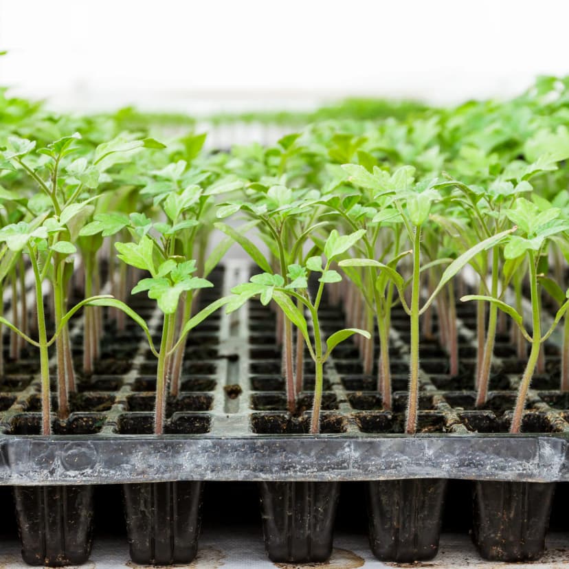 raíces de tomate en invernadero ecológico para absorción de calcio