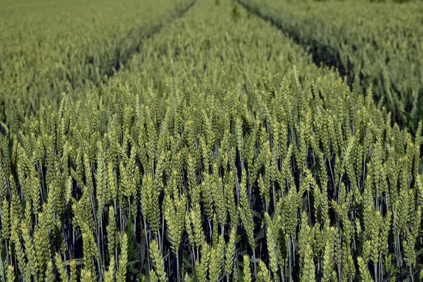 Vantaggi dei Biostimolanti nell'Agricoltura Europea