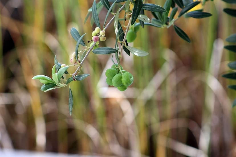 Effetto dei Biostimolanti sulla Resa dell'Olivo