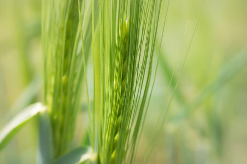 Erreurs Courantes dans les Biostimulants pour Cultures Tropicales