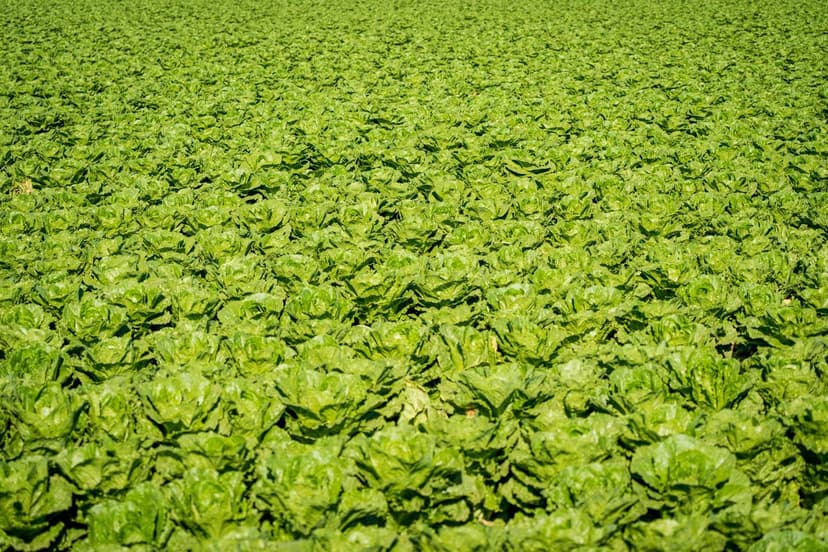 Impacto Ambiental dos Bioprotetores na Agricultura
