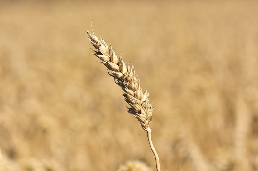 Protege tu Cosecha y Nutre tu Tierra: La Revolución de los Fitosanitar