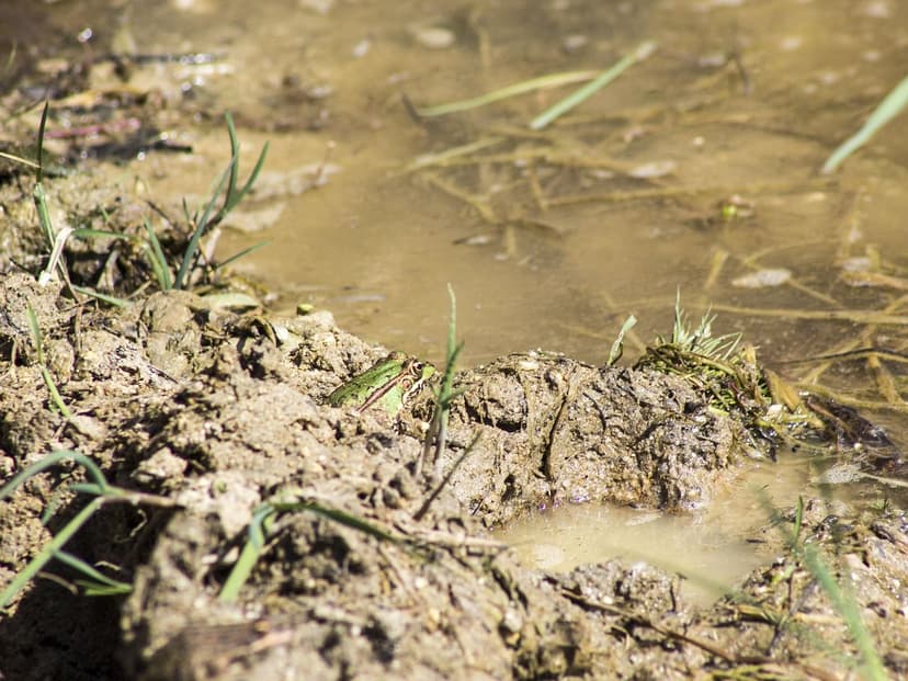 Azoto ed Estratti di Alghe: Sinergia in Agricoltura