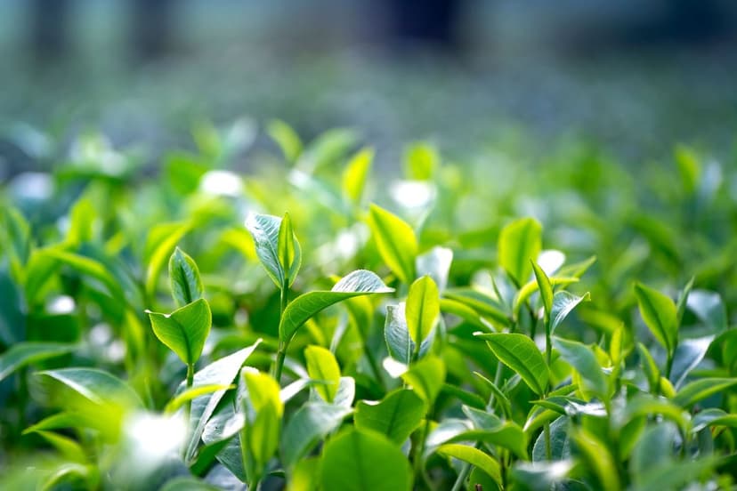 Impacto Ambiental dos Bioprotetores na Agricultura