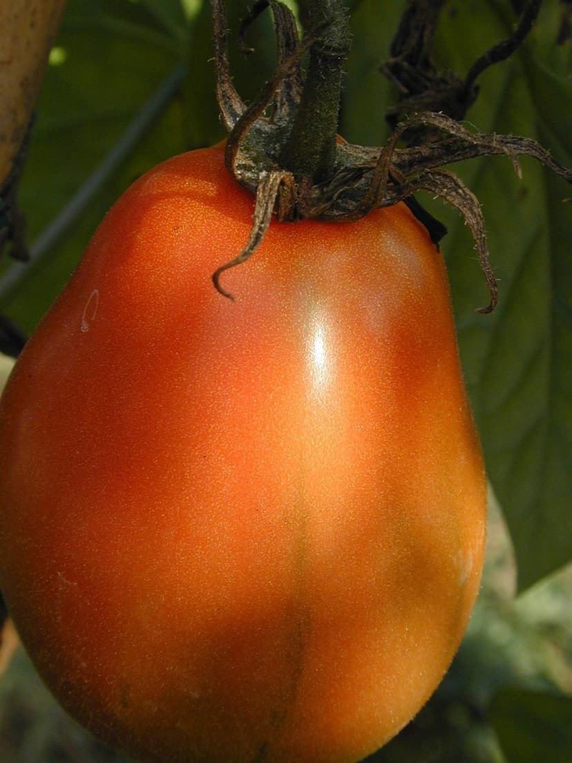 Campo de tomates ecológicos maduros listos para cosechar