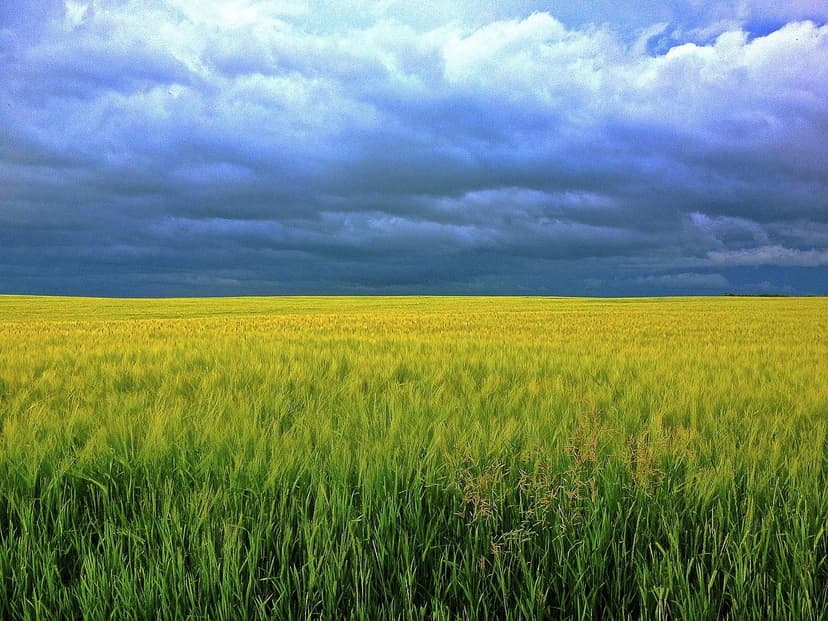 Protect Your Harvest and Nourish Your Land: The Ecological Phytosanita