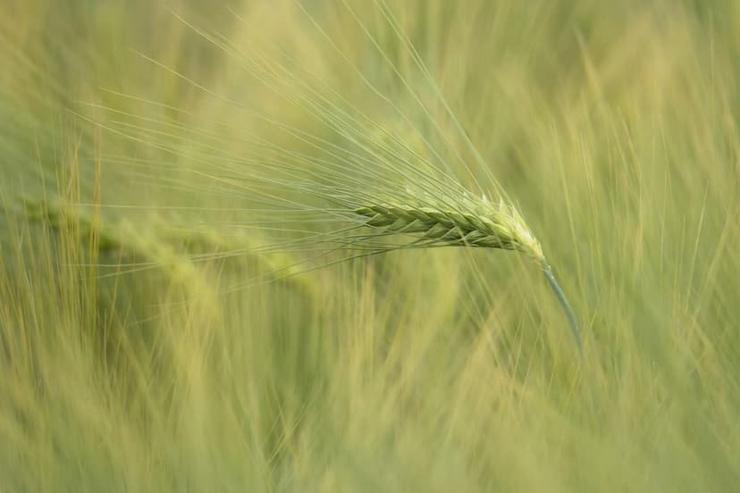Biostimulants: improving crop profitability in Europe