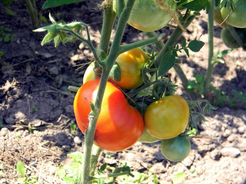 Aplicação de Bioestimulantes na Cultura do Tomate