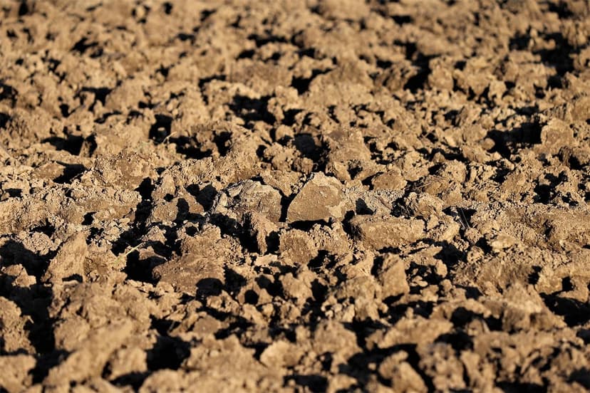 Soil Microorganisms: Key to Healthier Crops