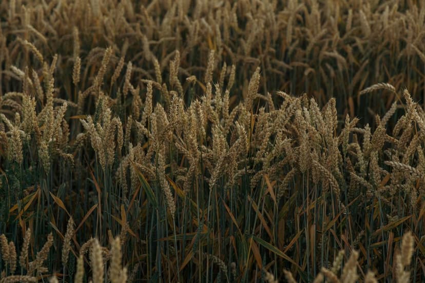 Biostimolanti per l'Agricoltura Biologica in Europa