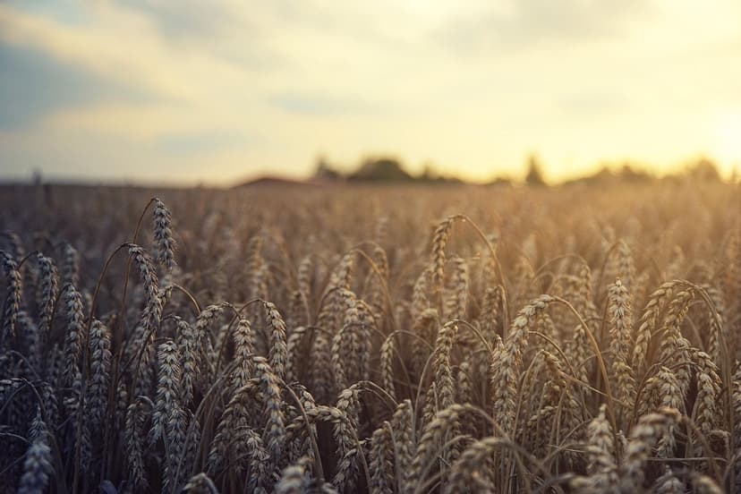Stickstoff mit langsamer Freisetzung in der Landwirtschaft: Vorteile