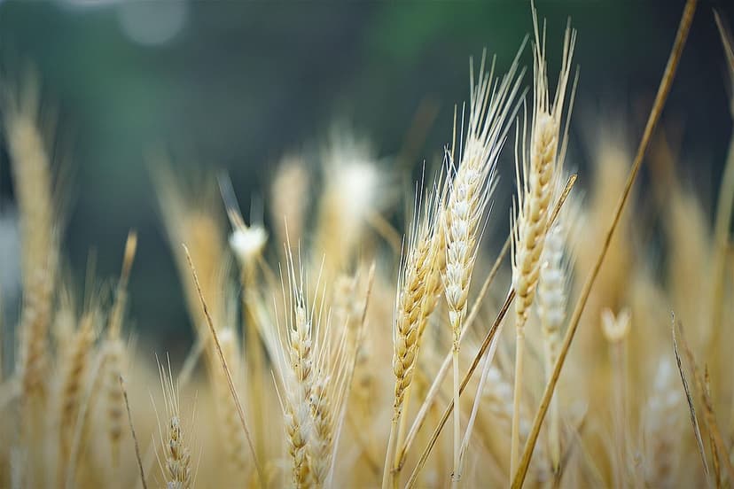 Protect Your Harvest and Nourish Your Land: The Ecological Phytosanita