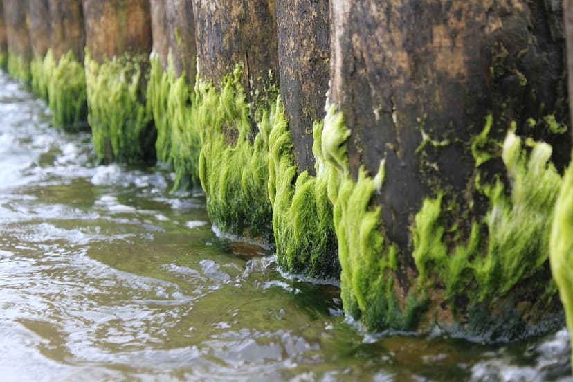 Azoto e Alghe Unicellulari in Agricoltura