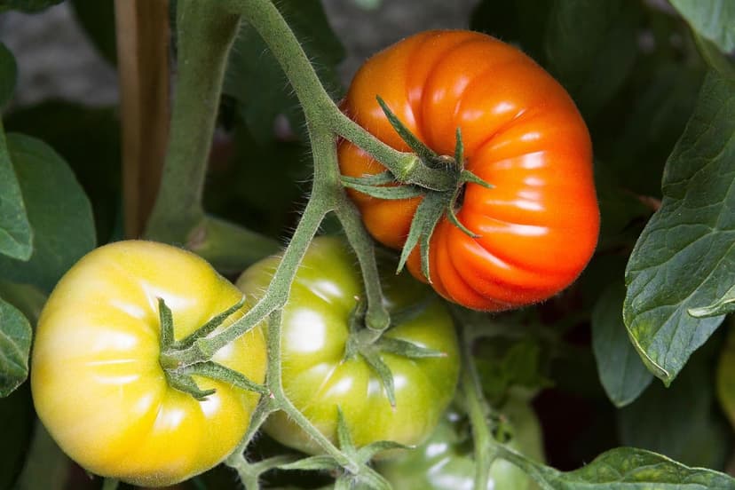 Bioestimulantes e Qualidade do Tomate: Impacto Real