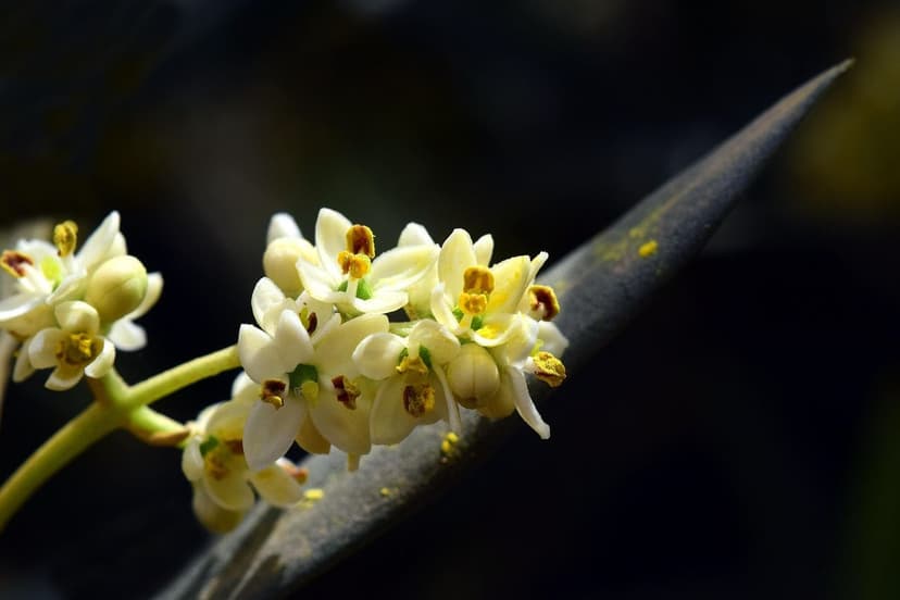 Olive Biostimulants: Technical Program for Higher Fat Yield and Oil Qu