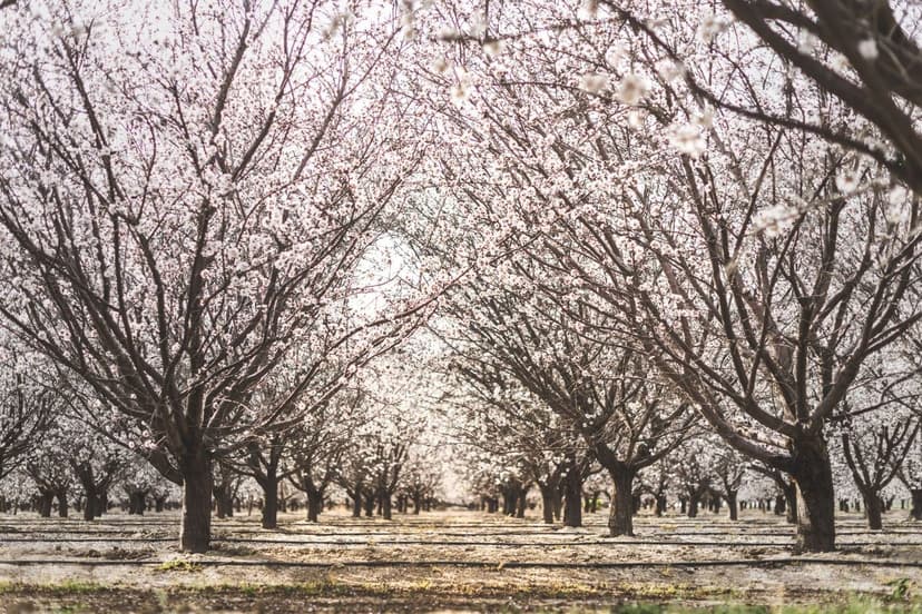 Floración y cuaje en frutales de exportación: criterio técnico