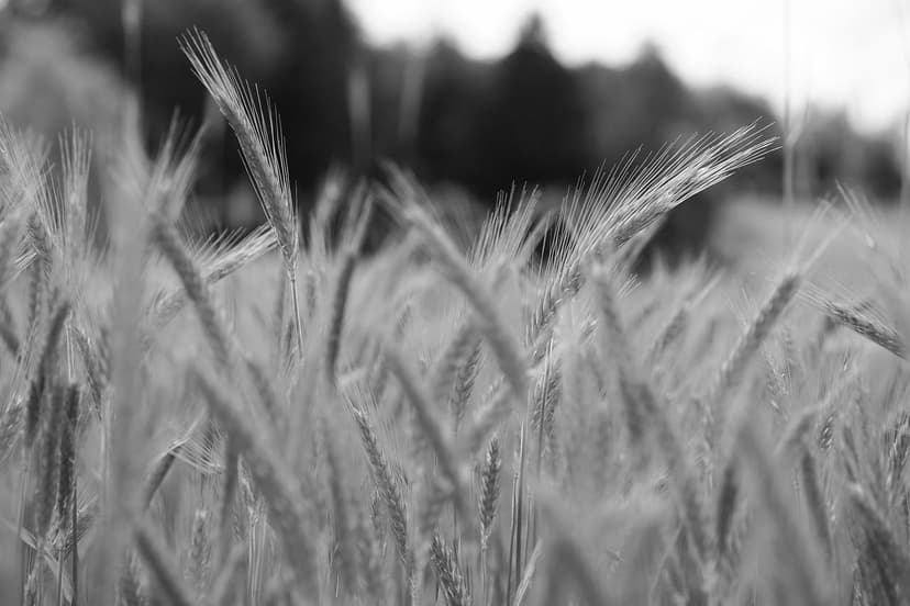 Stratégies d’Agriculture Durable en Amérique